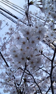 ��n�ɍ炭��ւ̉�